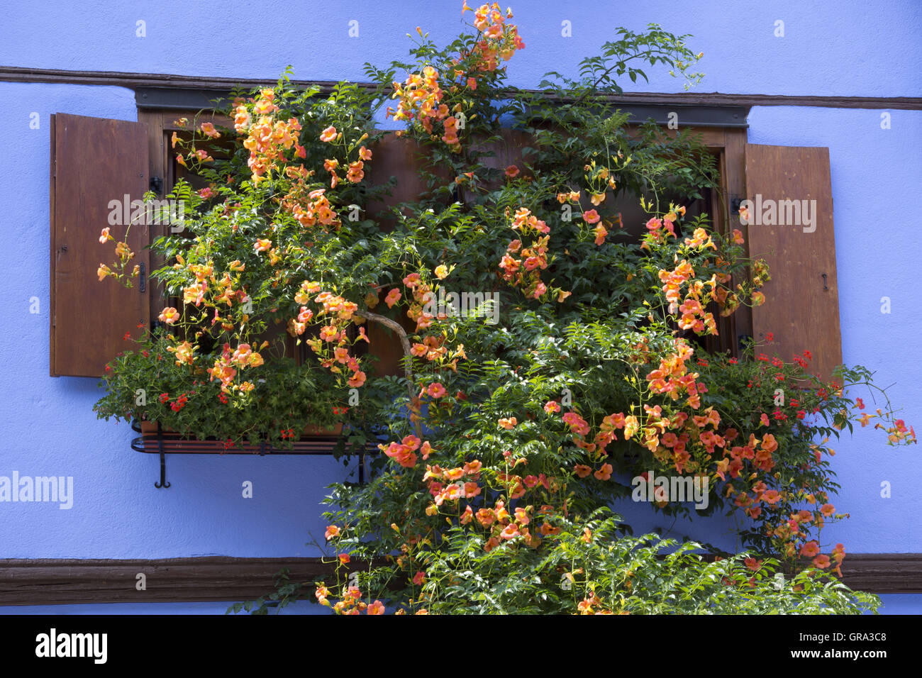 Fenster, Riquewihr, Elsass, Departement Haut-Rhin, Frankreich, Europa Stockfoto