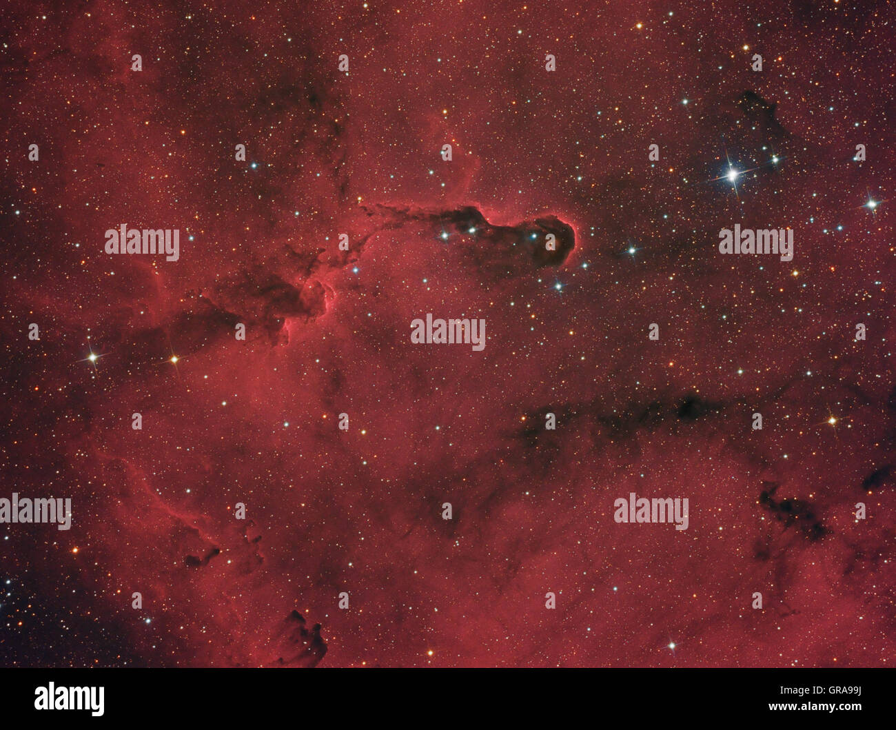 Elefanten Stamm-Nebel (IC 1396A) mit VdB 142-Nebel Stockfoto