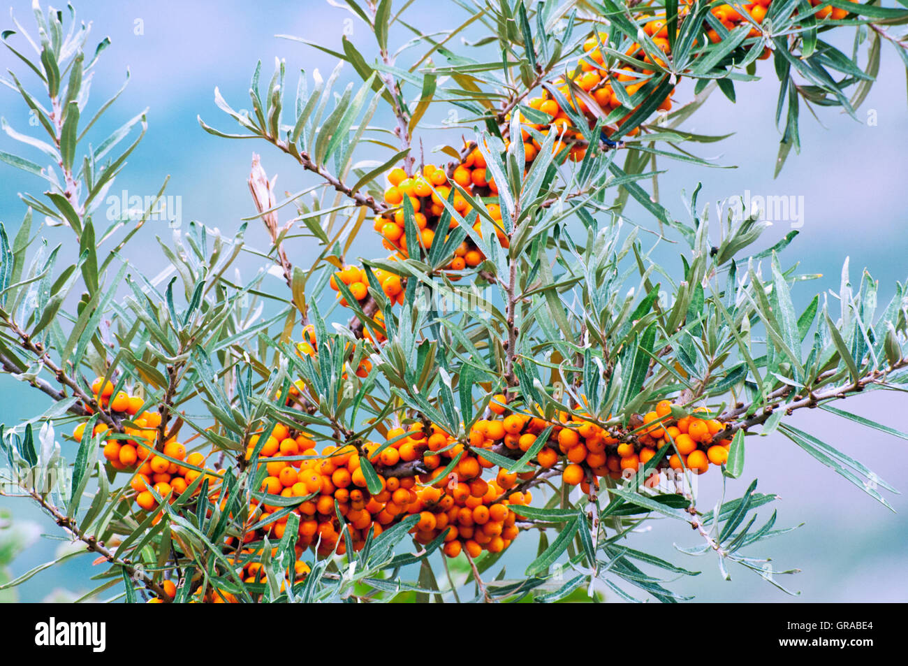 Zweig mit Beeren des Sanddorn (Hippophae Rhamnoides). Stockfoto