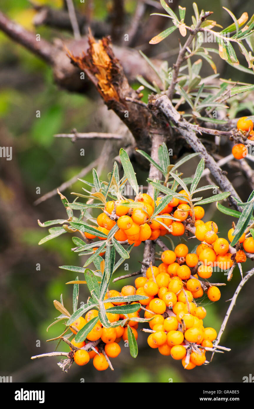 Zweig mit Beeren des Sanddorn (Hippophae Rhamnoides). Stockfoto