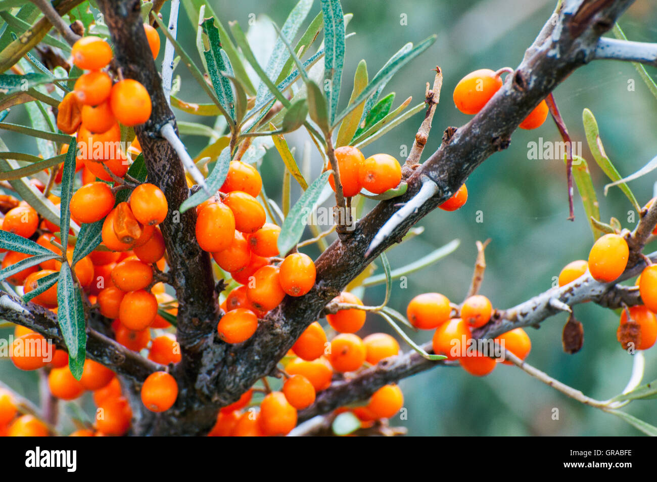 Zweig mit Beeren des Sanddorn (Hippophae Rhamnoides). Stockfoto