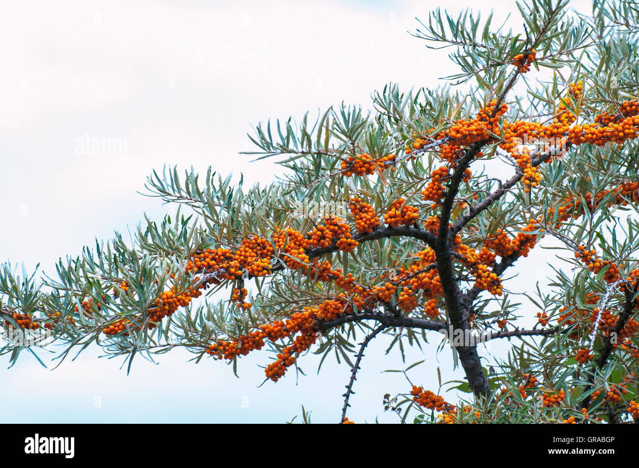 Zweig mit Beeren des Sanddorn (Hippophae Rhamnoides). Stockfoto