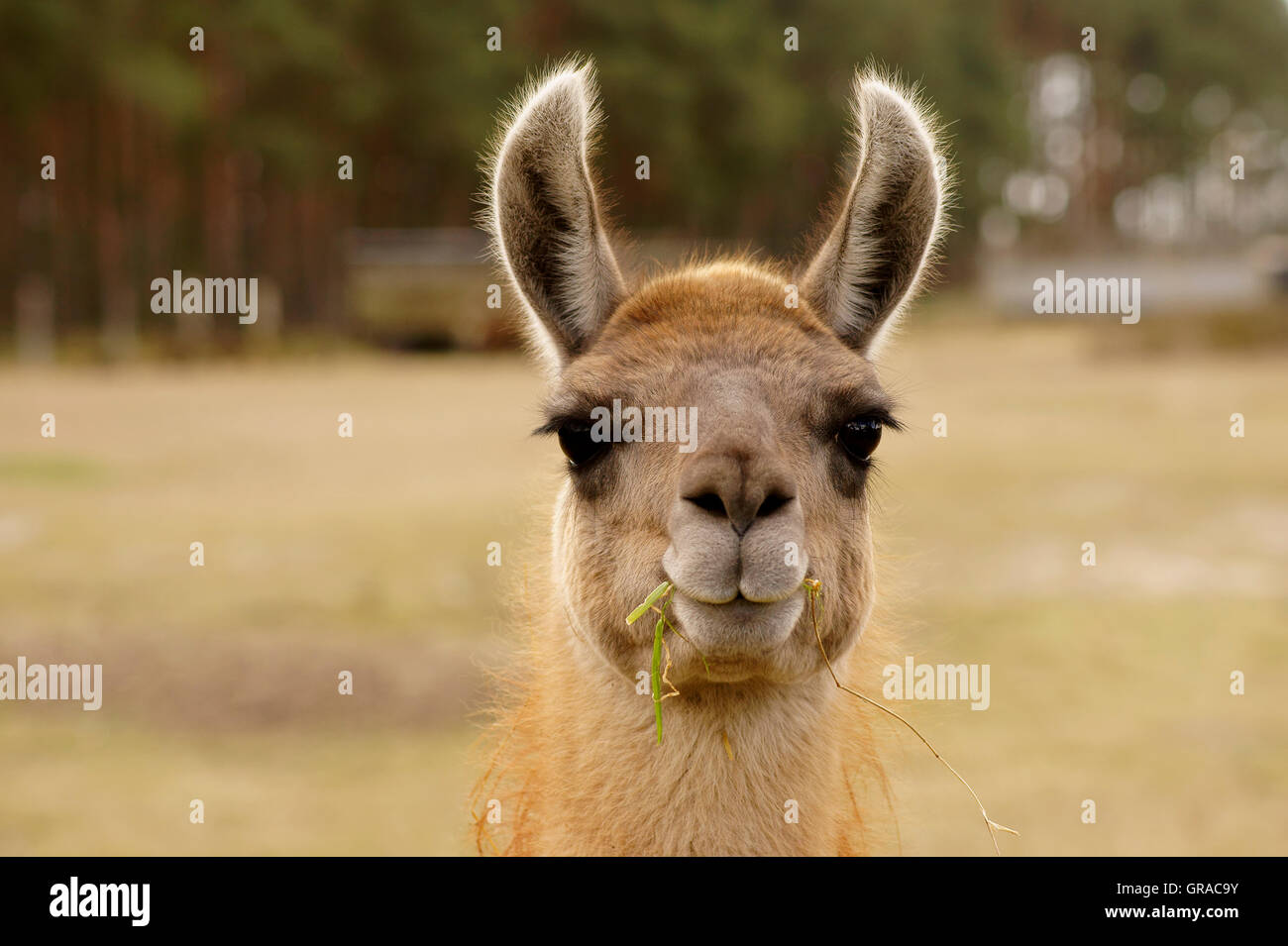 Lustiges Lama Stockfotos und bilder Kaufen Alamy
