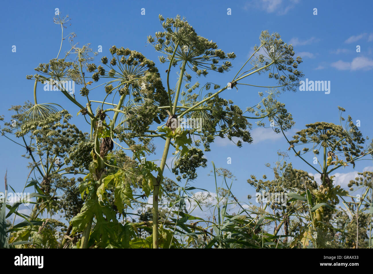 Bärenklau, Heracleum Mantegazzianum Stockfotografie Alamy