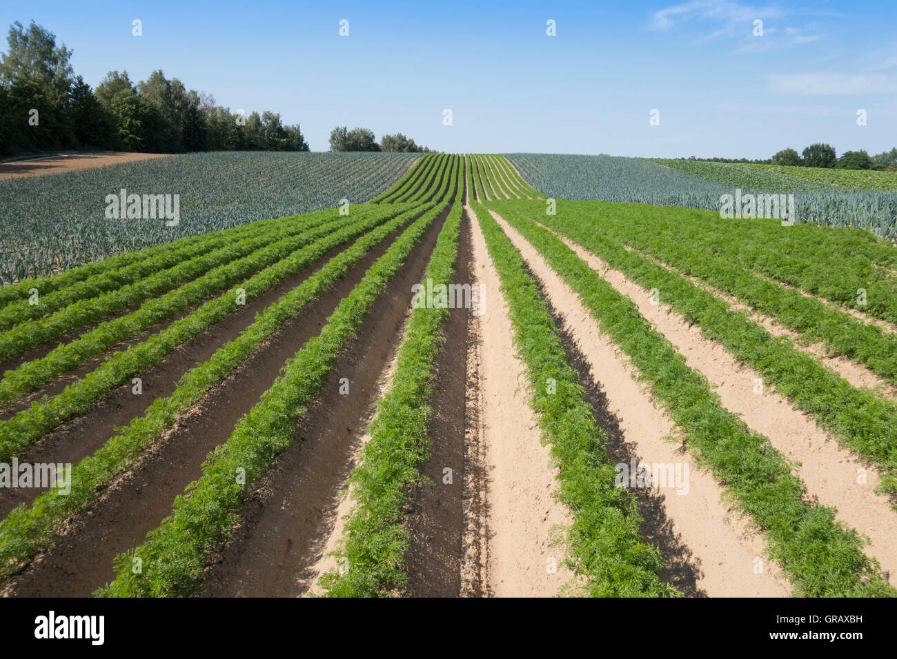 Karotten auf einem Feld Stockfoto