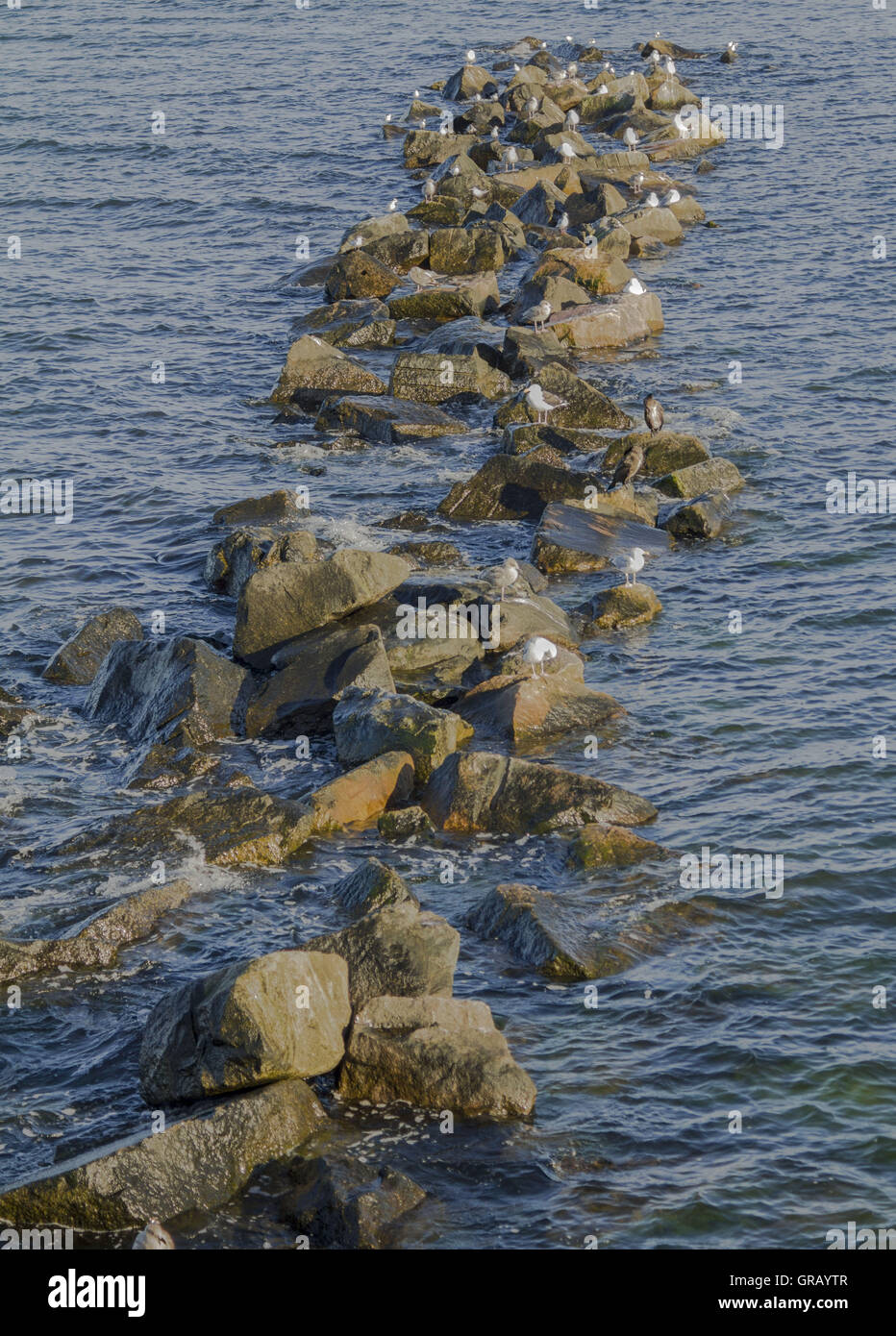 Möwen auf einem Wellenbrecher auf der Pier von Sellin Stockfoto