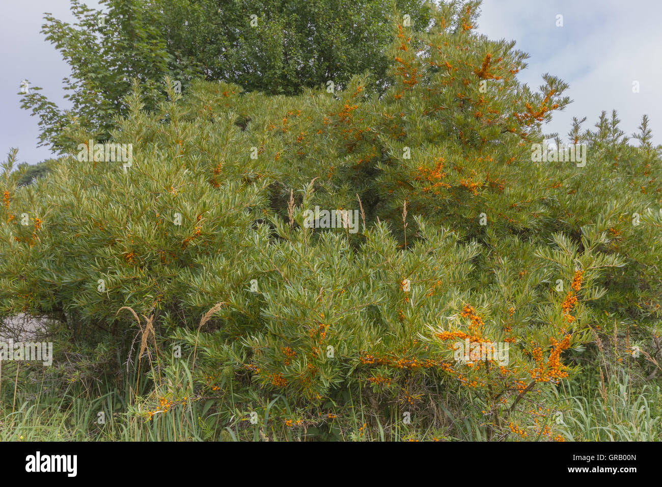 Sanddorn-Strauch mit ovalen, Orange-rote bis gelbliche Früchte In den Dünen von Hiddensee Stockfoto