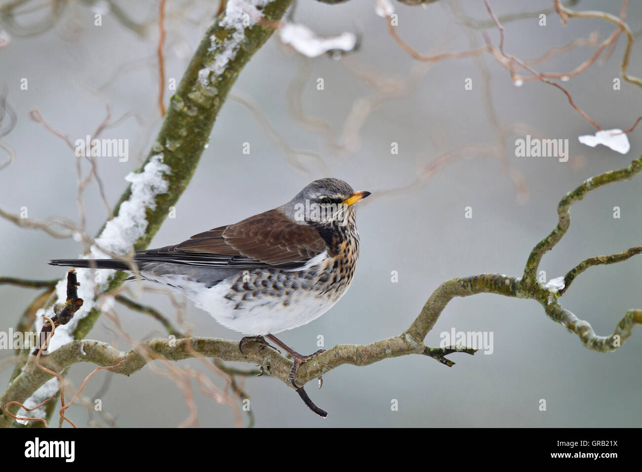 Wacholderdrossel (Turdis pilaris), Horsham, Sussex Stockfoto