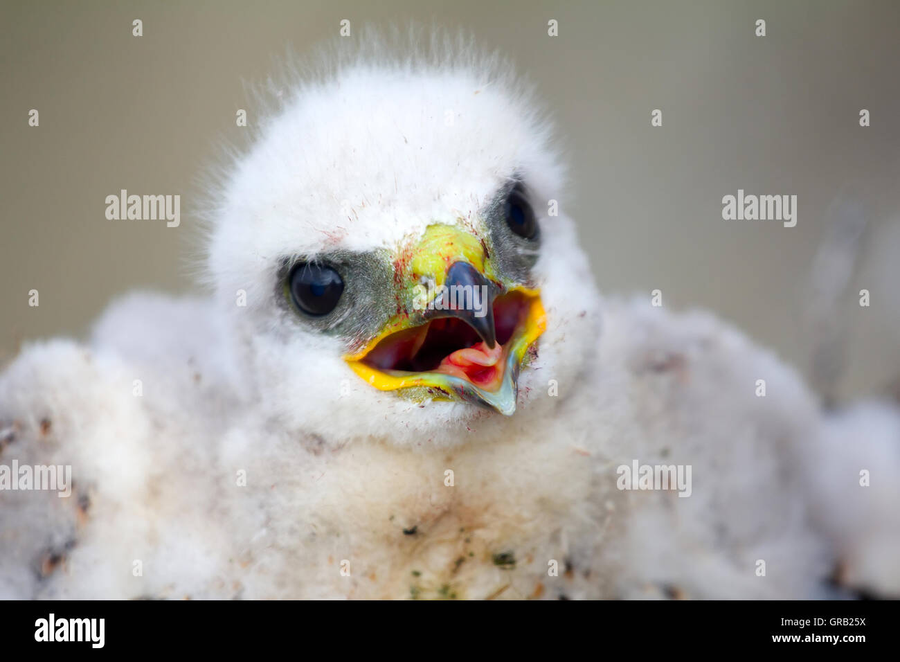Porträt von weiße flauschige Küken, Rough-legged Buzzard im Nest. Nowaja Semlja-Archipel, close-up Stockfoto