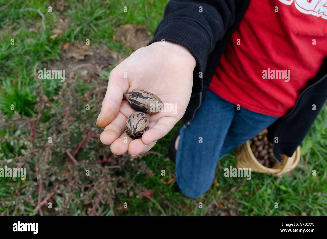 Erntezeit für Pekannüsse. Stockfoto