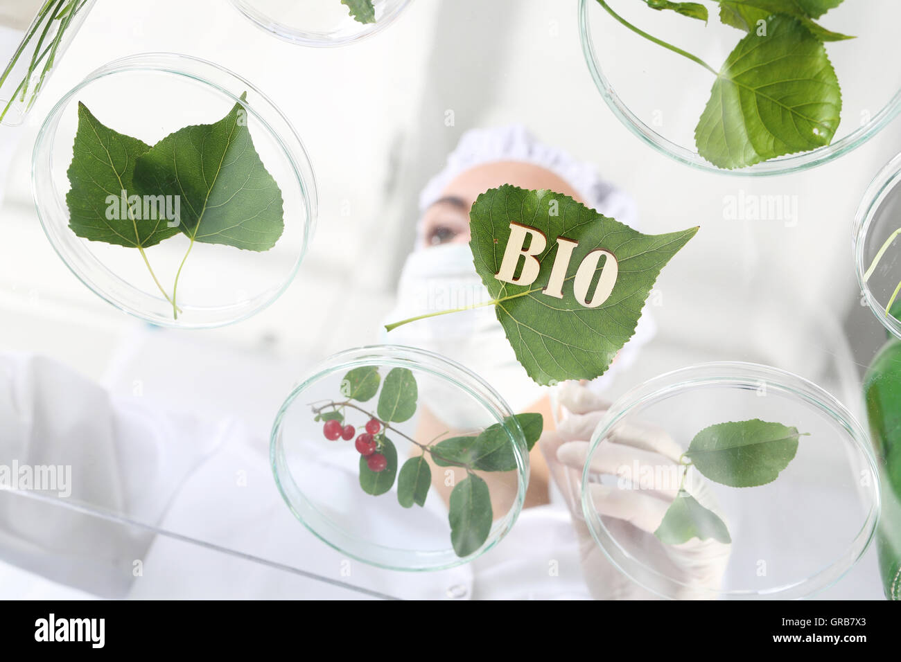 Biotechnologe untersuchen die pflanzlichen Proben im Labor Stockfoto