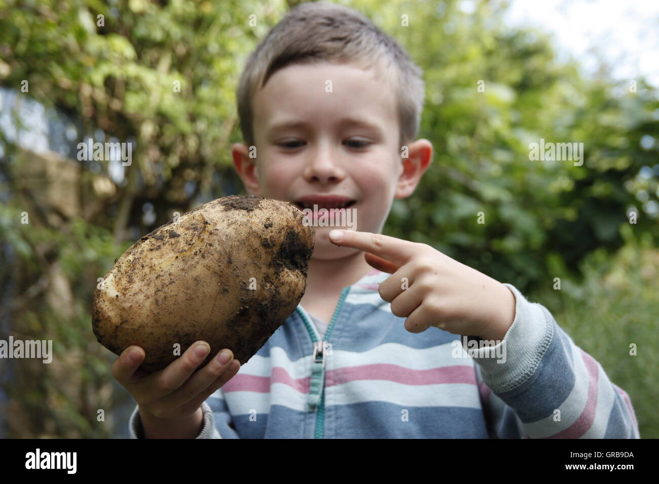 8 Jahre alter Junge mit sehr großen selbst angebauten Kartoffel Beverley, Yorkshire Stockfoto