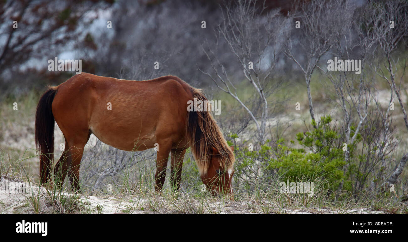 Wilden Mustangs von Shackleford Banks North Carolina Stockfoto