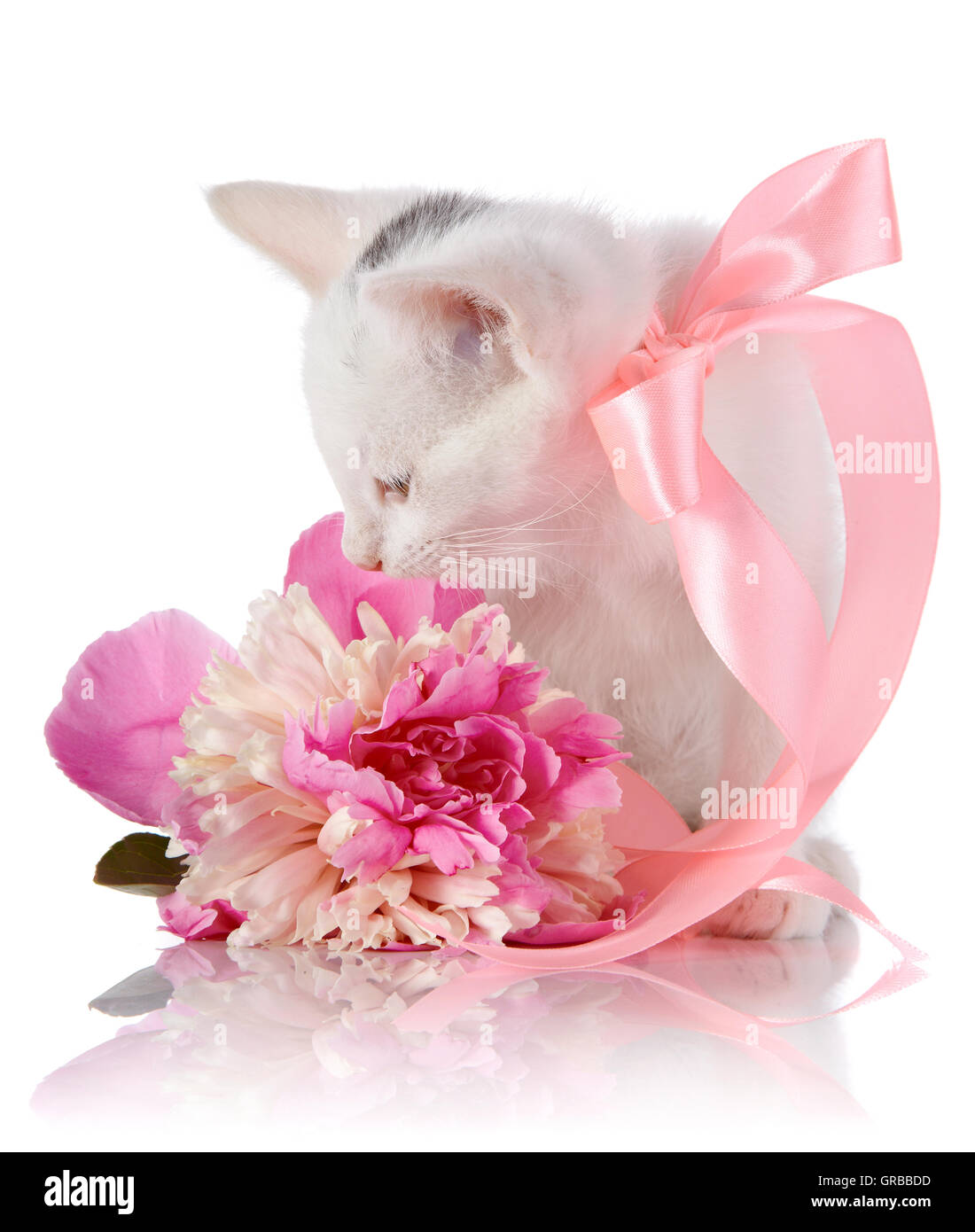 Weiße Katze mit einem rosa Band und eine rosa Blume. Stockfoto