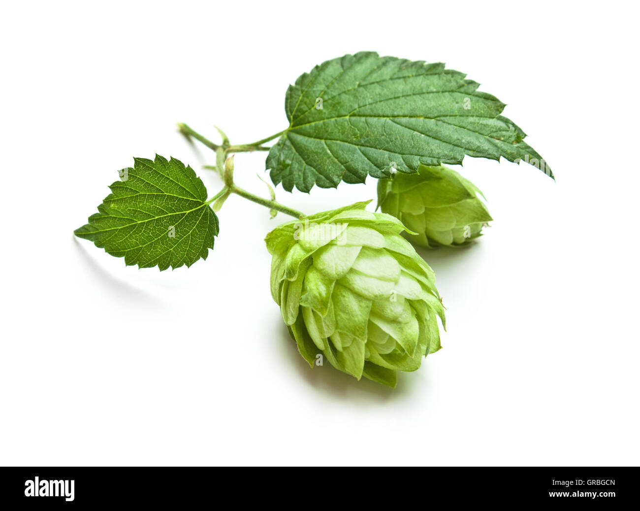 Hopfen Stockfoto