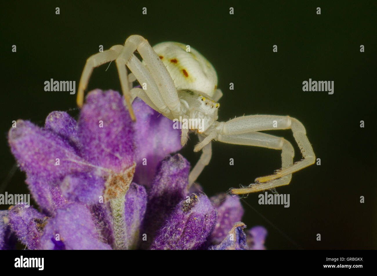 Weiße Krabbenspinne sitzt auf einer Blume Stockfoto