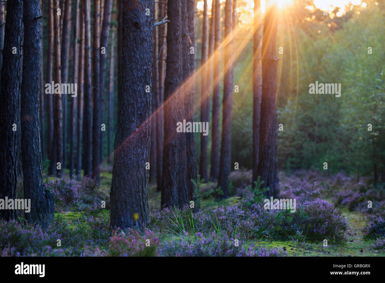 Sonnenuntergang im Wald Stockfoto