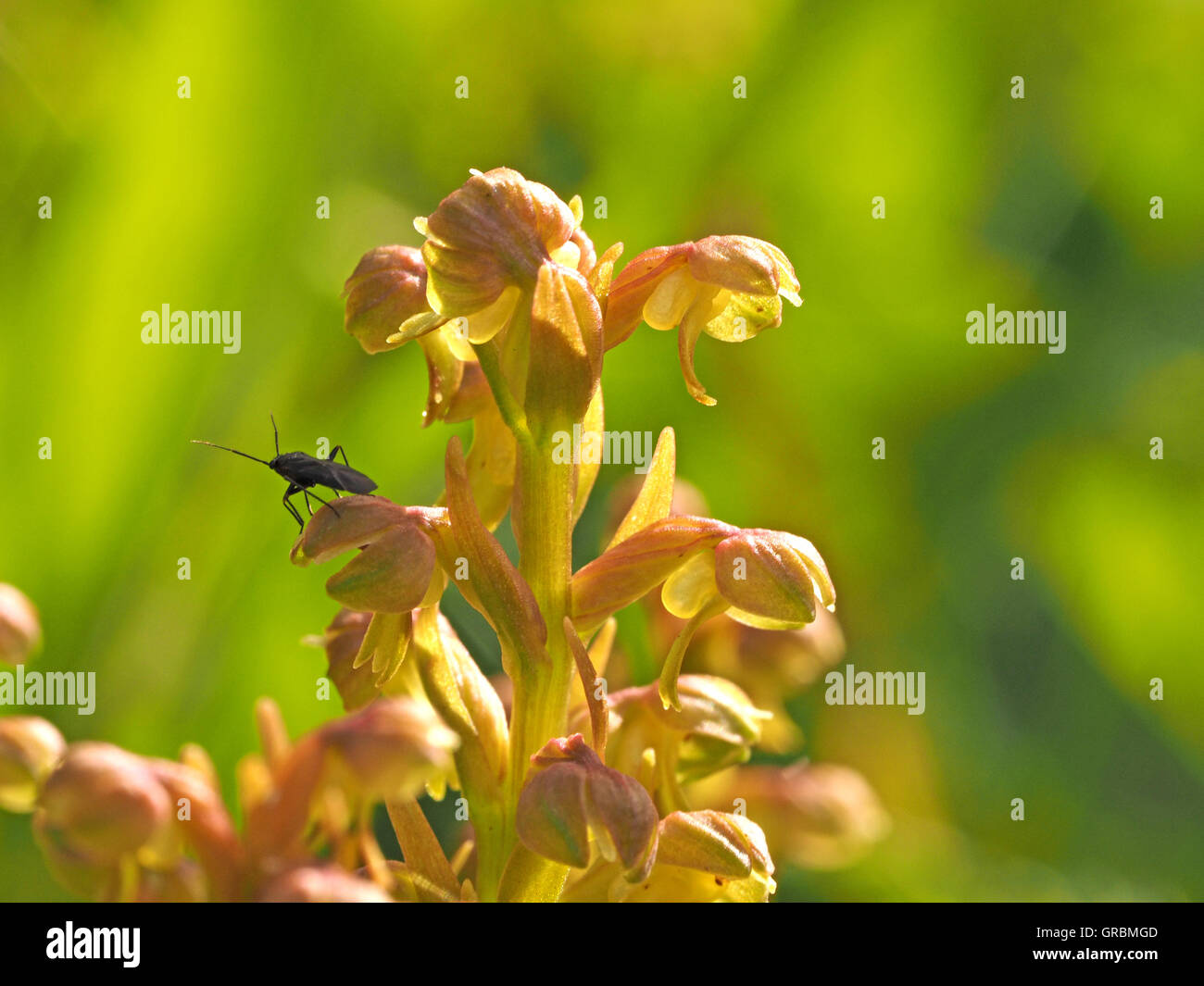 Schwarzes Insekt auf Rosa grüne Haube Blütenblatt Blume von Frog Orchid (Coeloglossum Viride) im Reich vielfältig grasbewachsenen am Straßenrand Randsektor Stockfoto