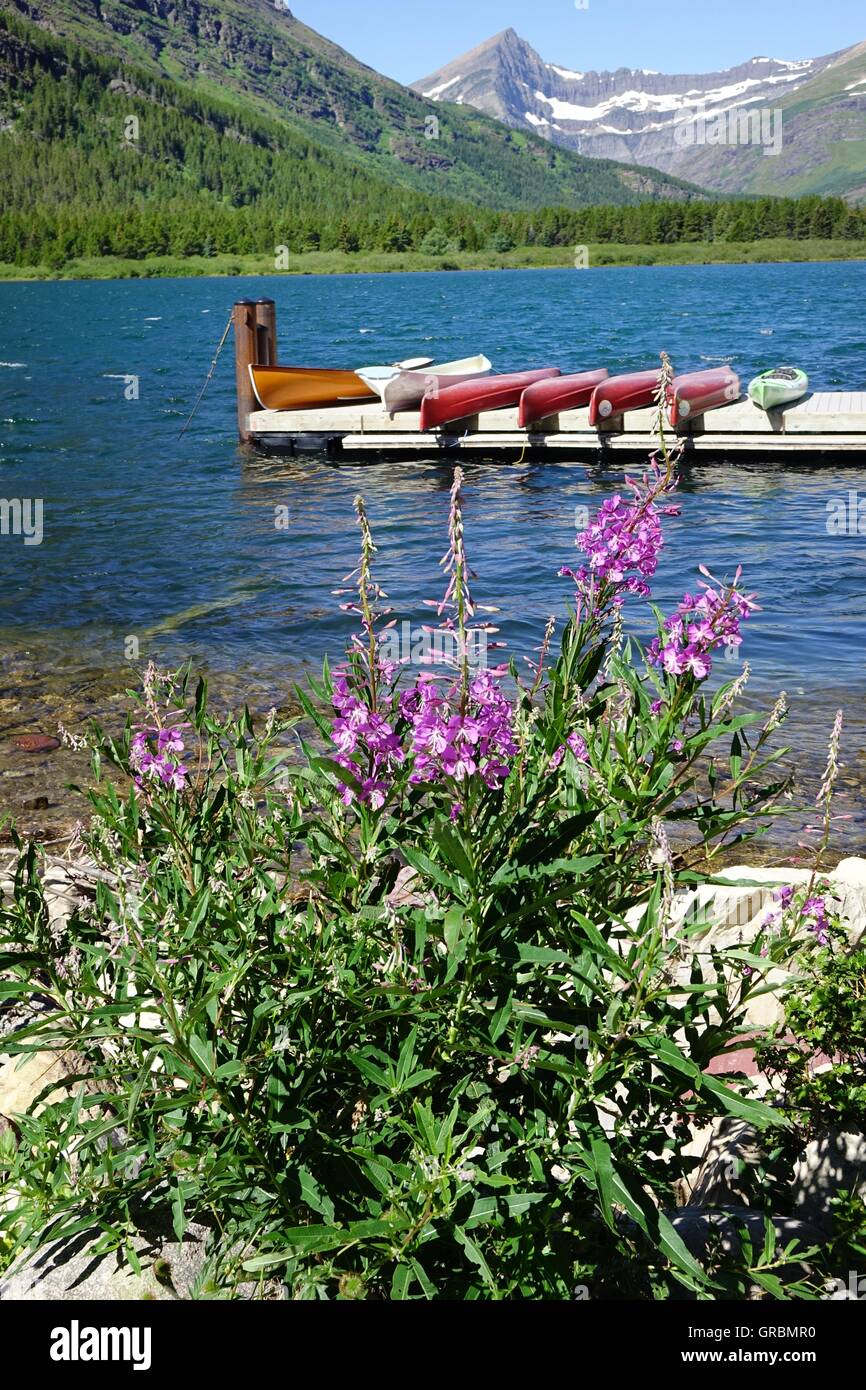 Bootsanlegestelle in vielen Glacier Lodge. Weidenröschen steht im Vordergrund. Glacier National Park, Montana Stockfoto