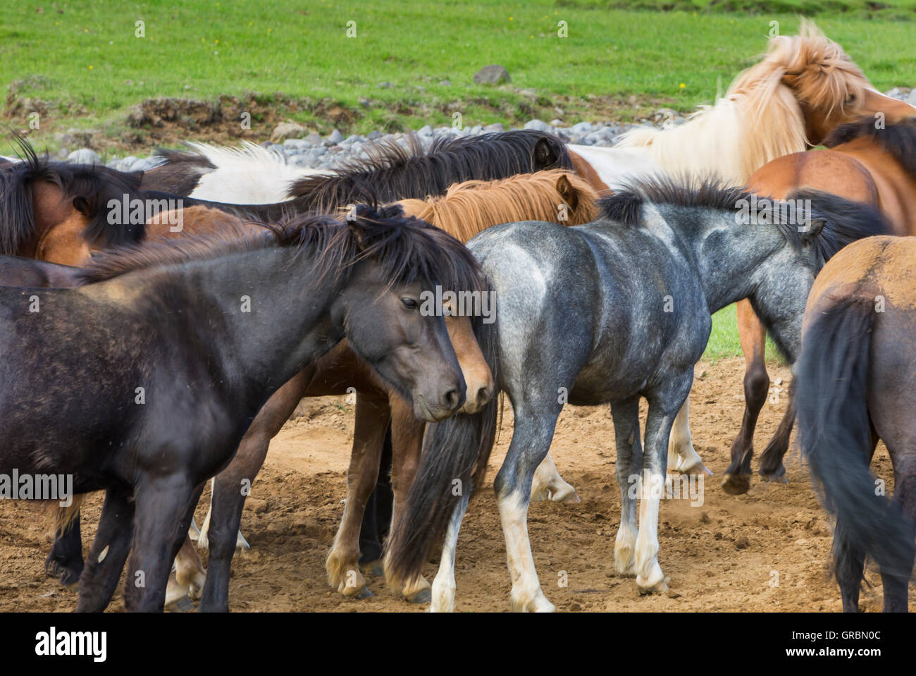 Islandpferde Island, South West Island, Golden-Circle-Tour, entwickelt von Ponys genommen nach Island im 9. Jahrhundert Stockfoto