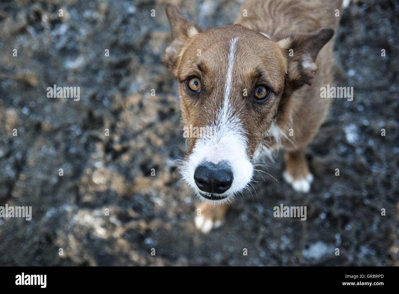 Hund Stockfoto