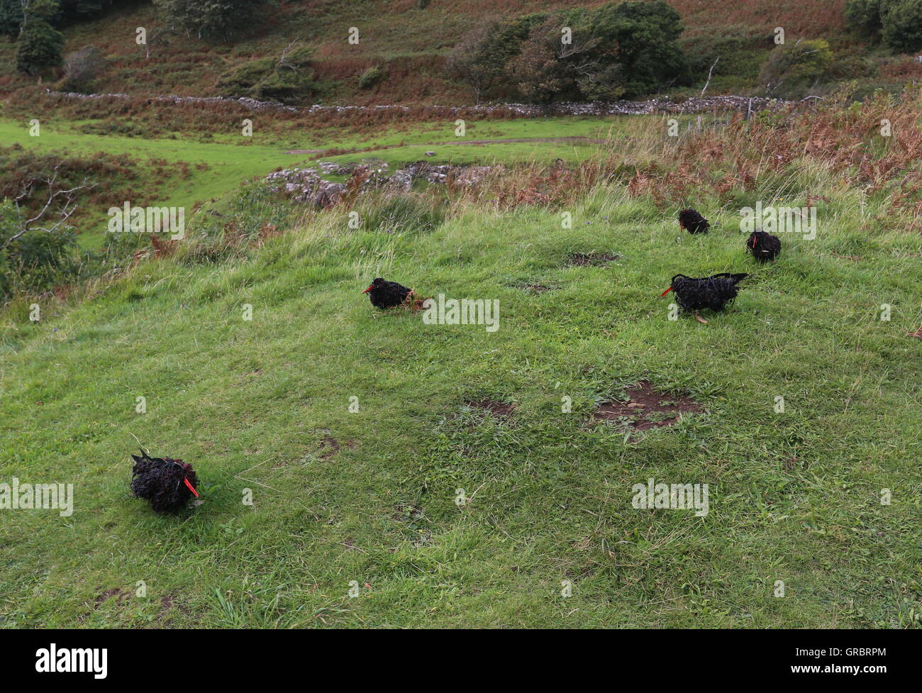 Calgary Kunst in der Natur Isle of Mull in Schottland september 2016 Stockfoto