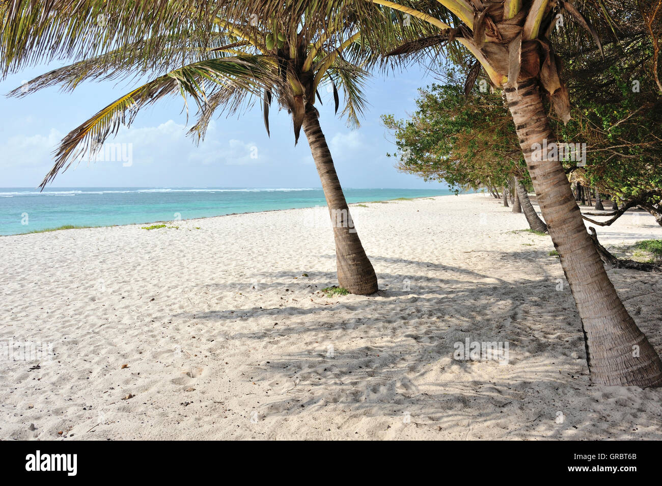 Schattigen Palmen am wunderschönen Strand Stockfoto