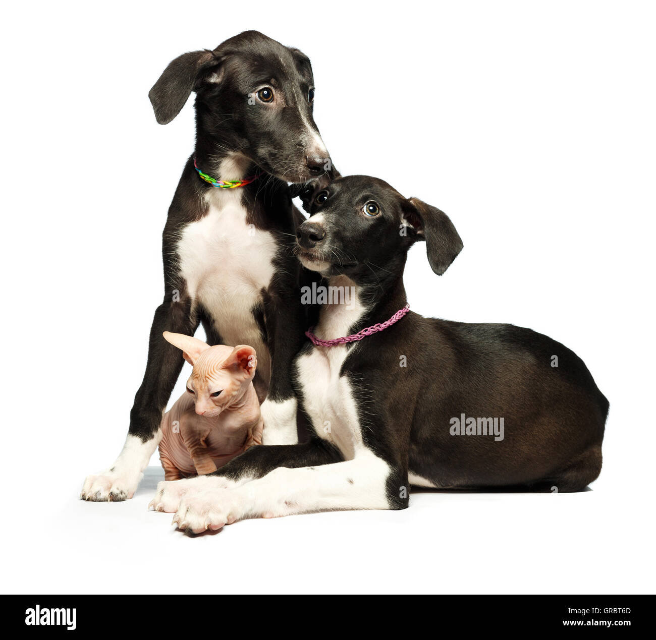 Zwei Windhunde der niedlichen Welpen und Kätzchen Don Sphynx auf weißem Hintergrund Stockfoto