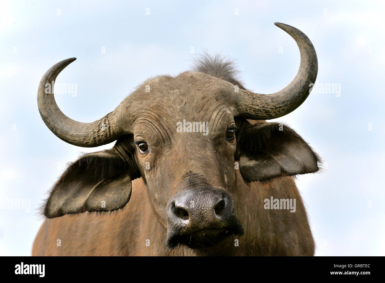 Hübsches Gesicht von einem wilden Büffel Stockfoto