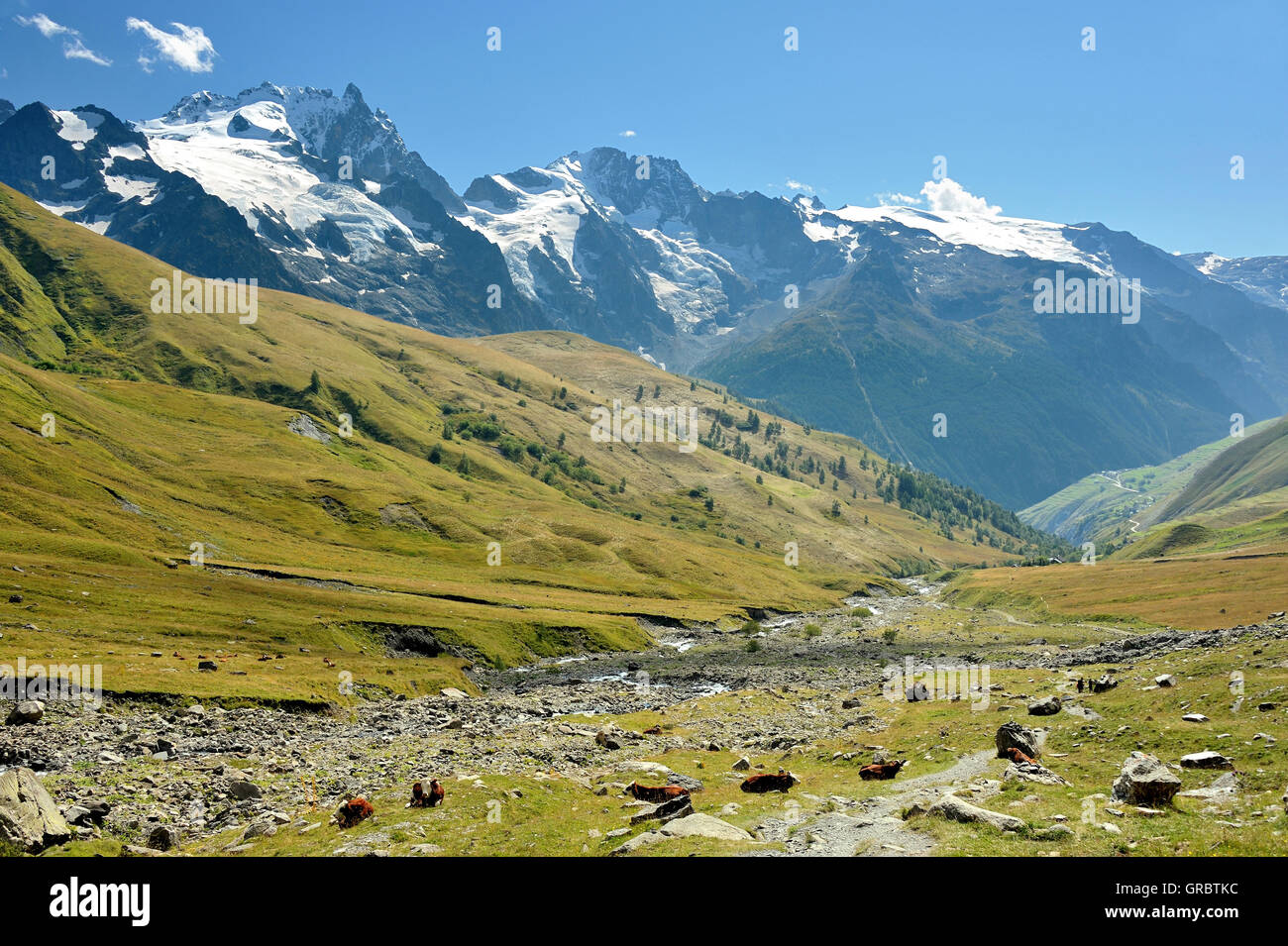 Atemberaubende Panorama-Landschaft von Schnee bedeckt, Berge und grüne Alp mit Kühen, Französische Alpen, Frankreich Stockfoto