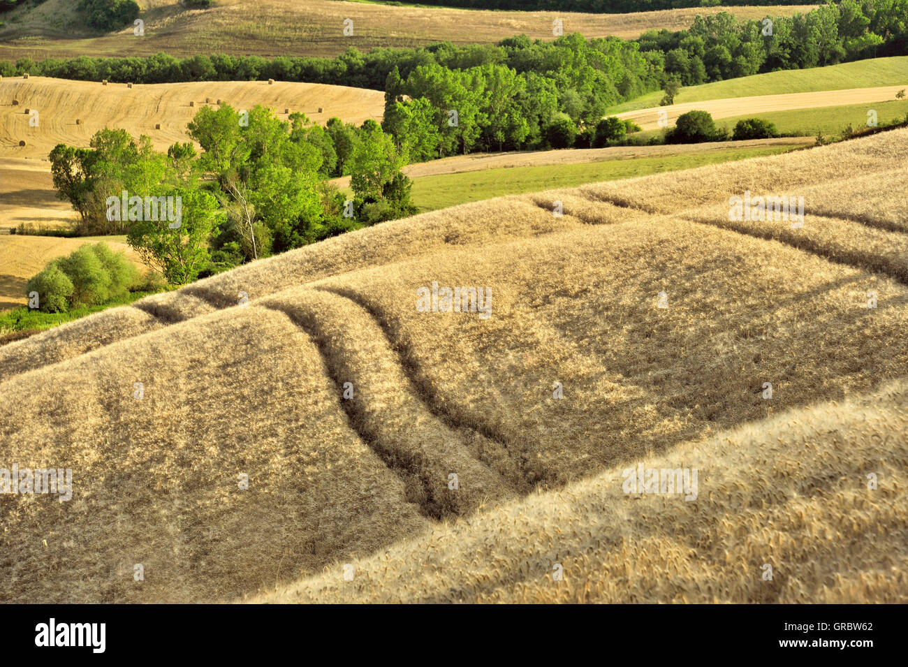 Sanfte Hügel mit Kornfeldern wie Wellen, Toskana, Italien Stockfoto