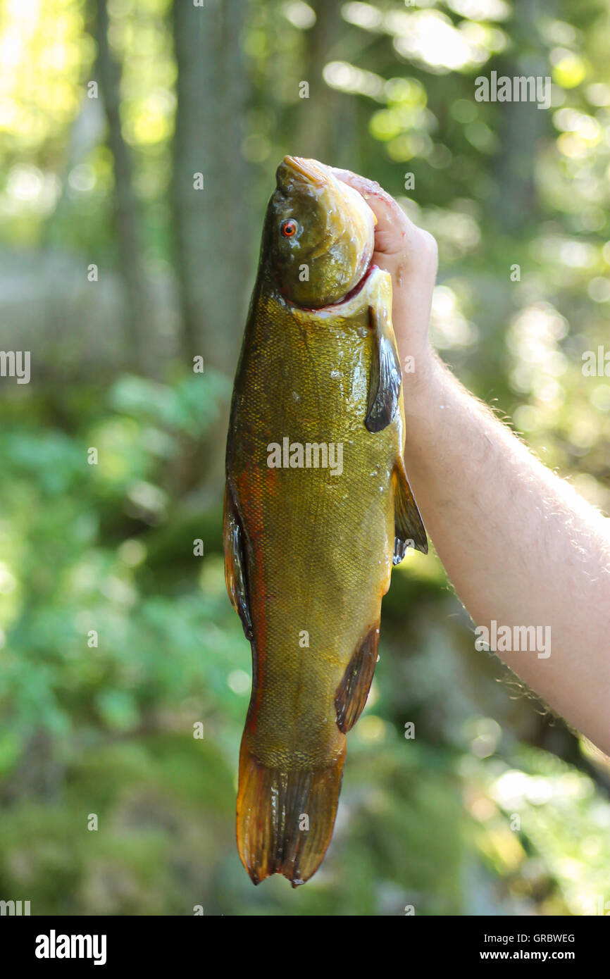 Schleie Fisch ist ein Fisch. Diese Schleien war 1,5 kg schwer und es ist sehr gut! Stockfoto