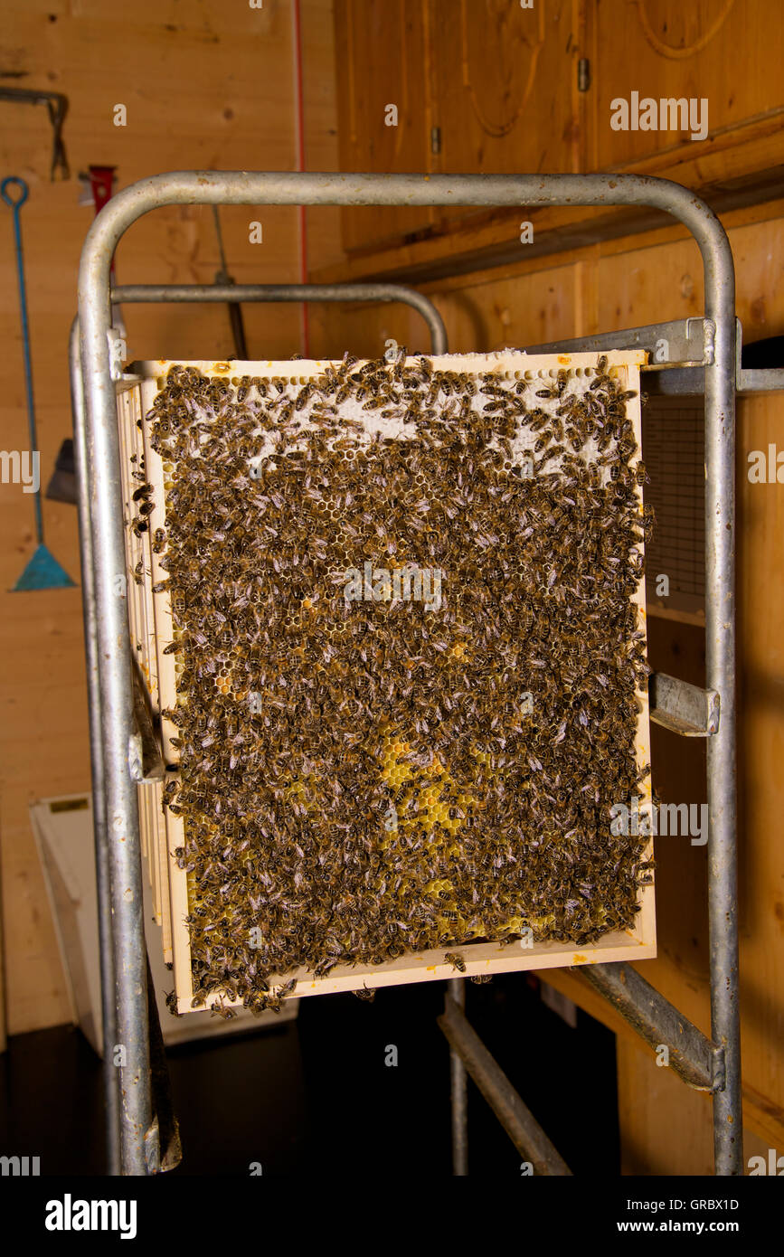 Waben, teilweise begrenzt, mit vielen Bienen Stockfoto