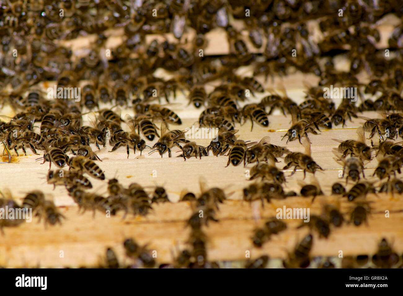 Geschäftigen Bienen auf Honigwabe Frames Stockfoto