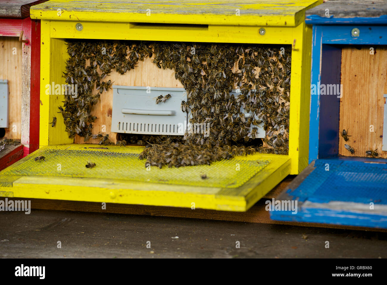 Eingang zum Bienenstock, gelb, mit vielen der Honigbienen Stockfoto