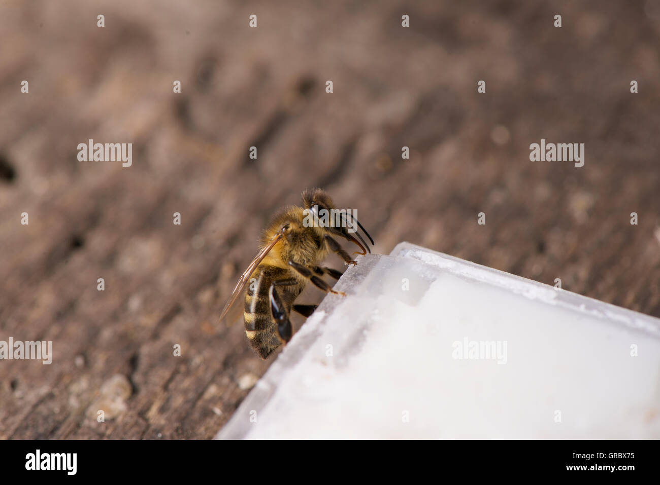 Arbeitnehmer auf Queenbee Einführung Käfig Stockfoto