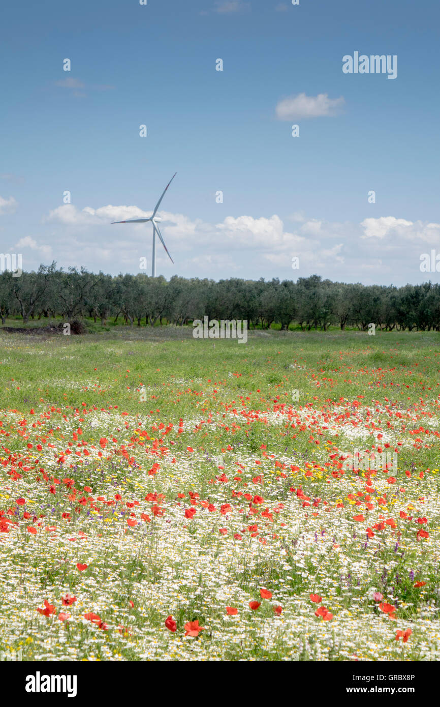 Bunte rauhe Weide In den Vordergrund, Olivenbäume und Windrad im Hintergrund, blauer Himmel, weiße Wolken, Apulien, Italien Stockfoto