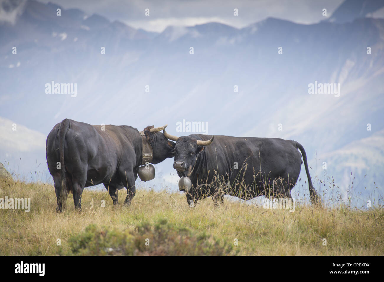 Weiden Sie 2 Kühe, Eringer Rasse, auf einem Berg In den Walliser Bergen im Hintergrund Stockfoto