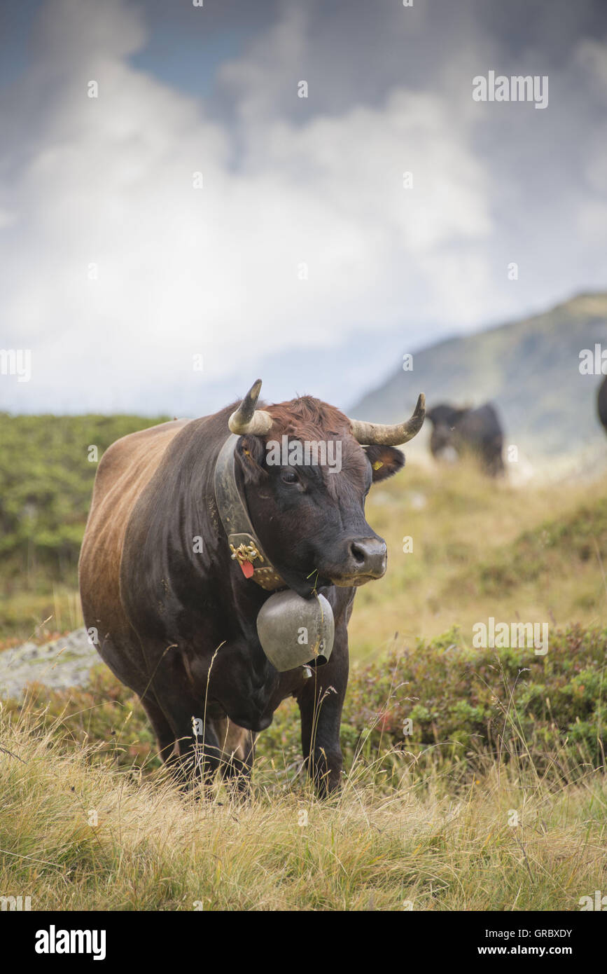 Kuh, Eringer Rasse auf einer Alm im Wallis, Wolken und Berge im Hintergrund Stockfoto