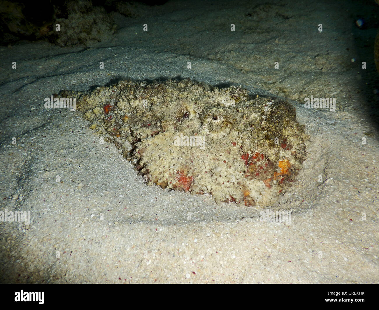 Echte Steinfisch auf Sandboden, Selayar, Süd-Sulawesi, Indonesien Stockfoto