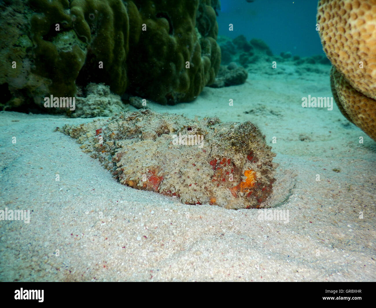 Steinfische auf Sandboden Stockfoto