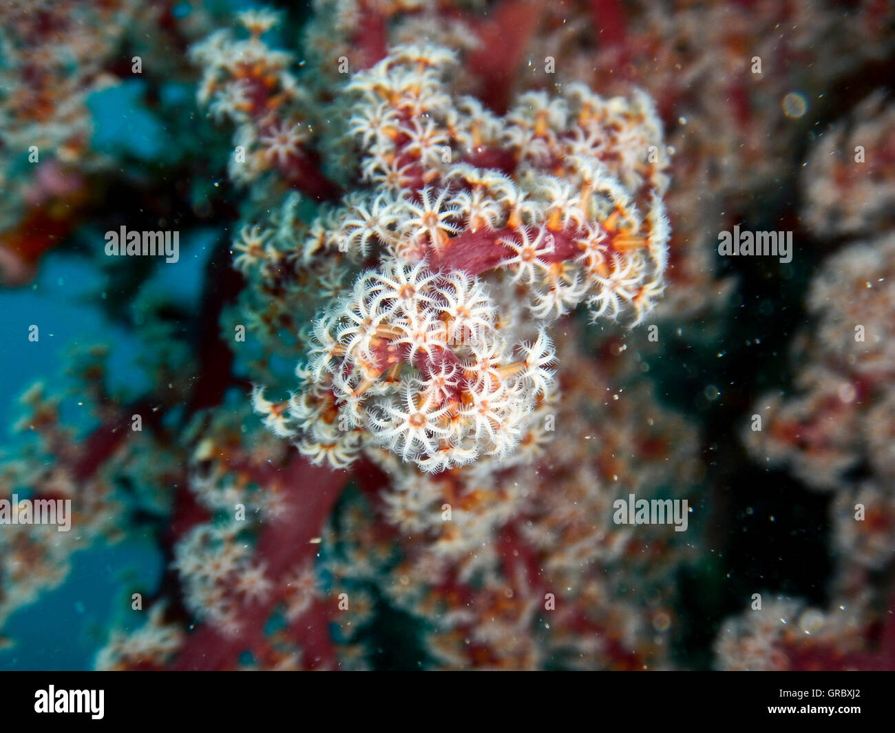 Weiche Korallen Siphonogorgia Godeffroyi, Nidaliidae. Selayar, Süd-Sulawesi, Indonesien Stockfoto
