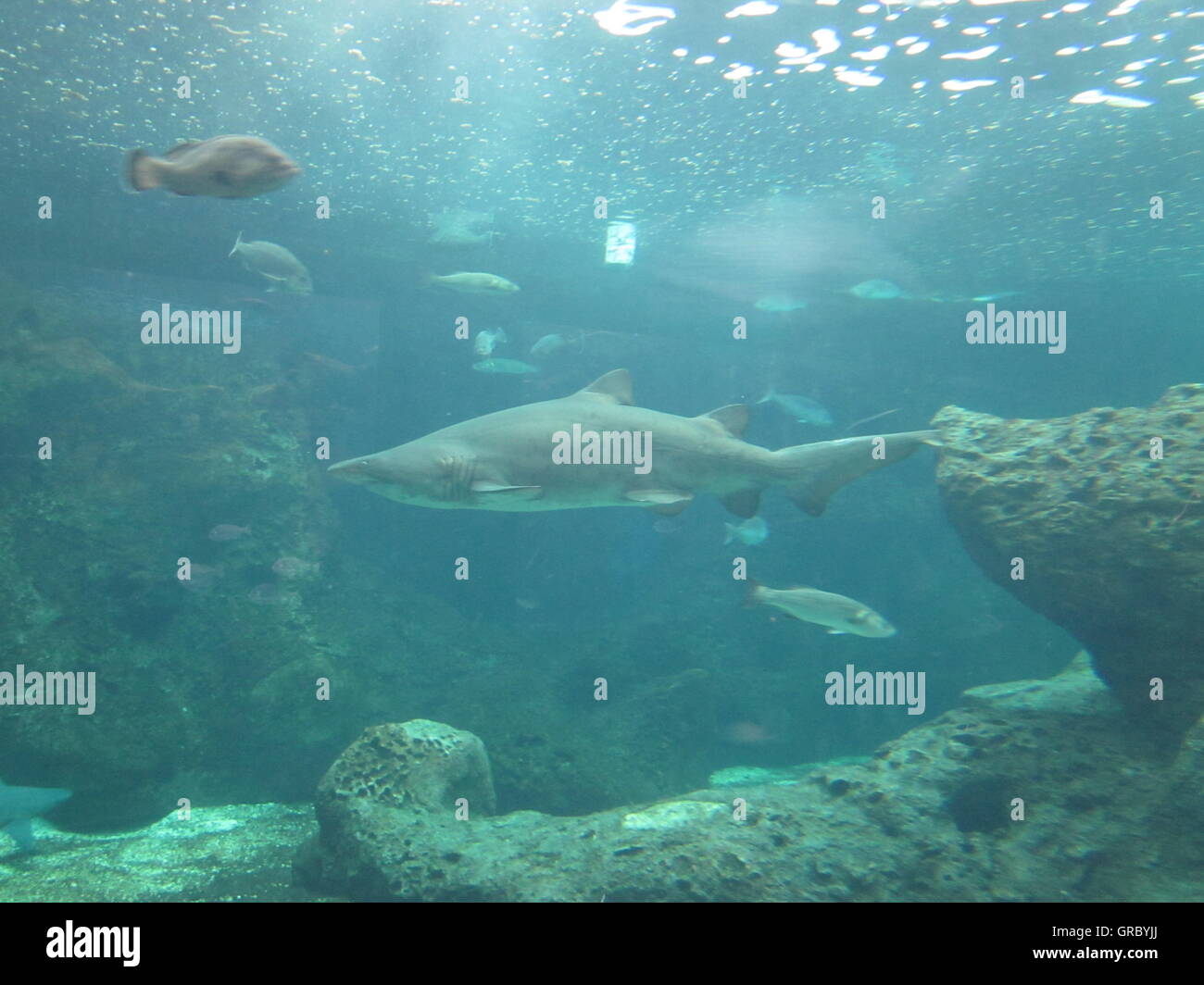 Cretaquarium, Kreta, Griechenland Stockfoto