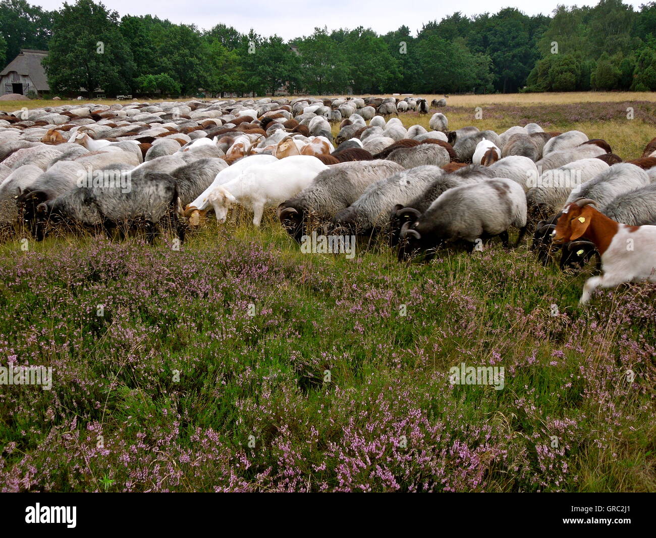 Die Lüneburger Heide mit deutschen Moorland Schafe Stockfoto