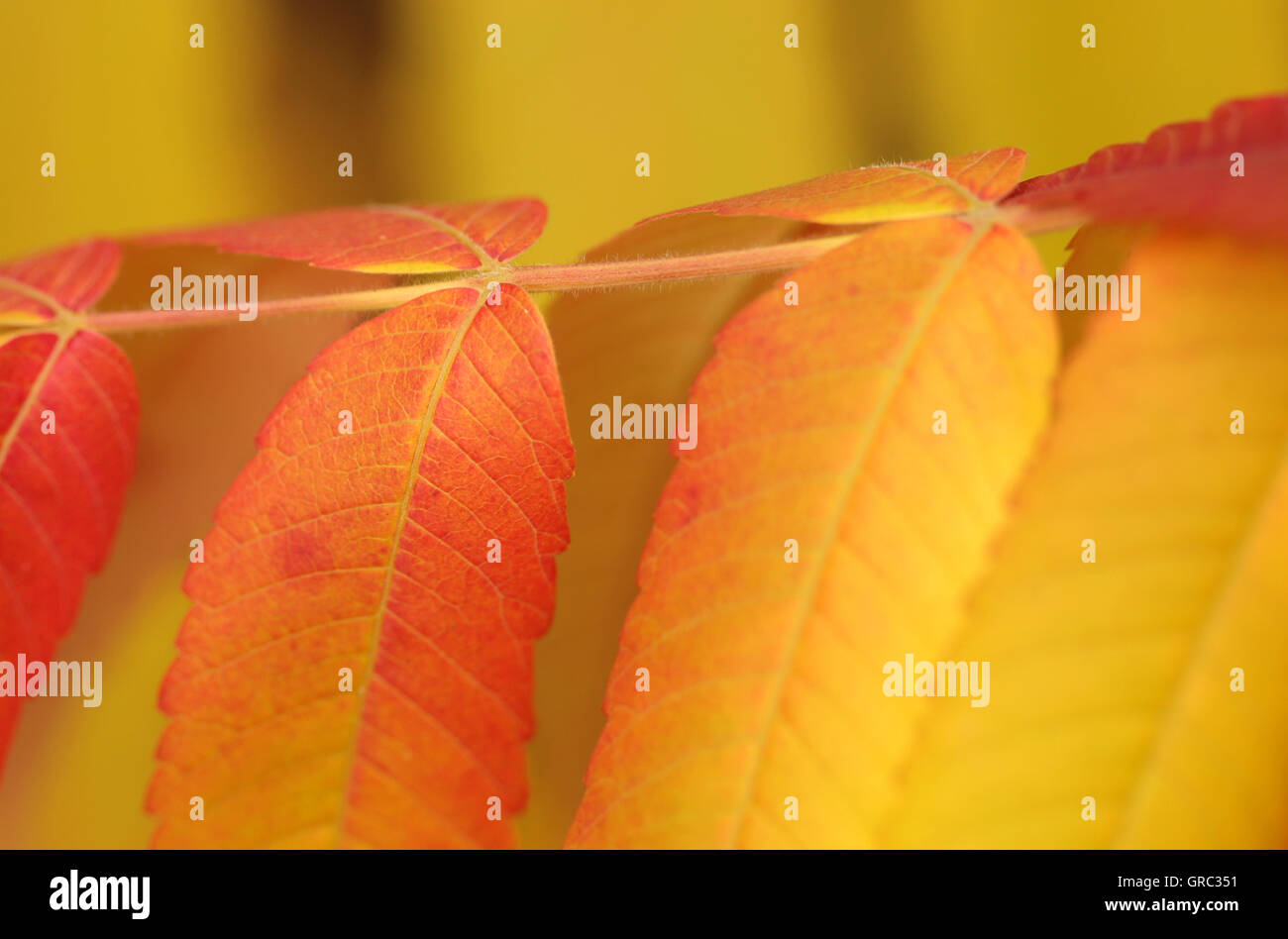 Buntes Herbstlaub von Rhus Typhina Baum Stockfoto