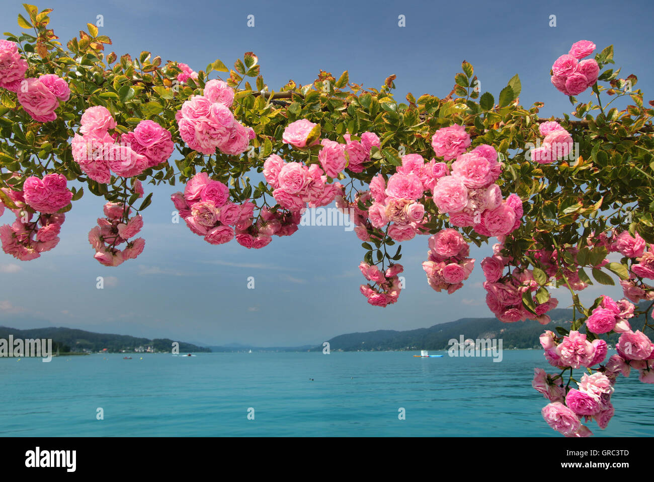 Ufer des Wörthersee mit blühenden Rosen, Österreich Stockfoto