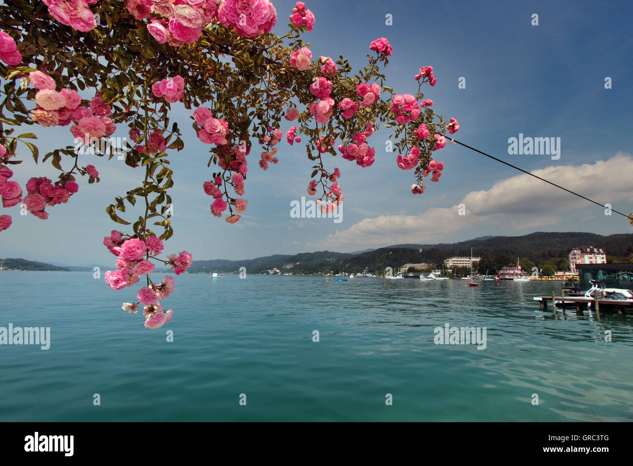 Ufer des Wörthersee mit blühenden Rosen, Österreich Stockfoto