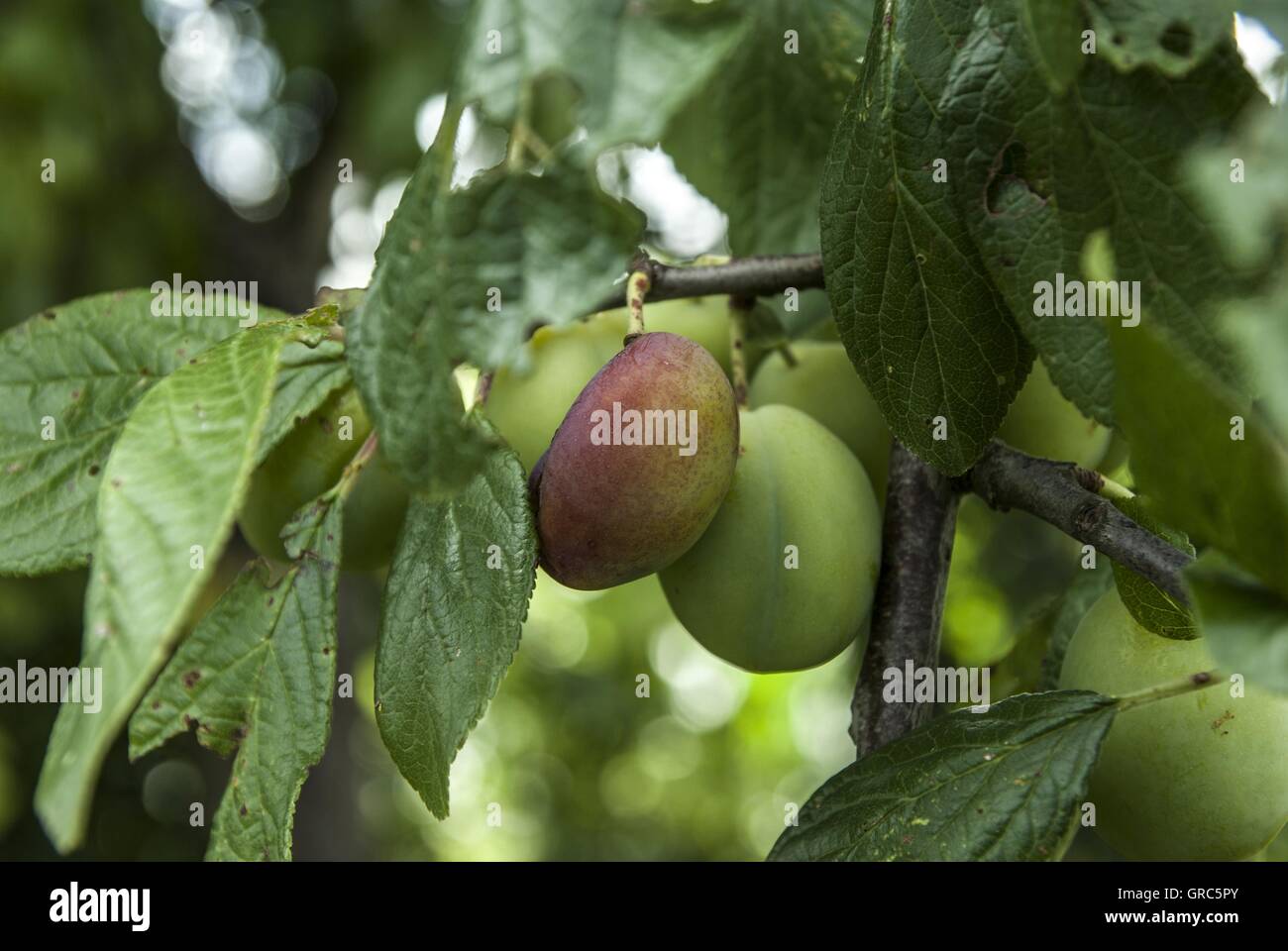 Lebensmittel, Obst, wilde Pflaume, Küche Stockfoto