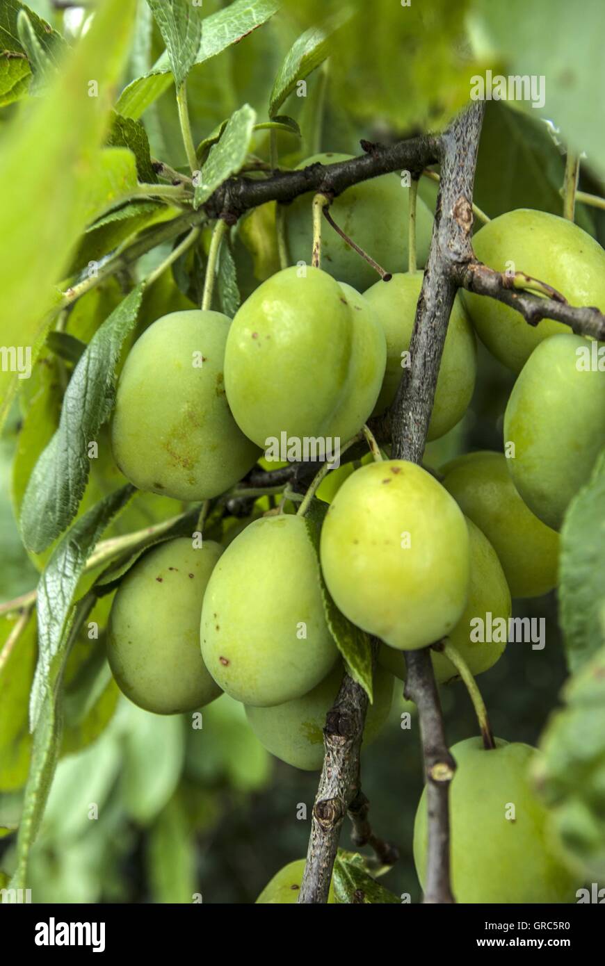 Lebensmittel, Obst, wilde Pflaume, Küche Stockfoto
