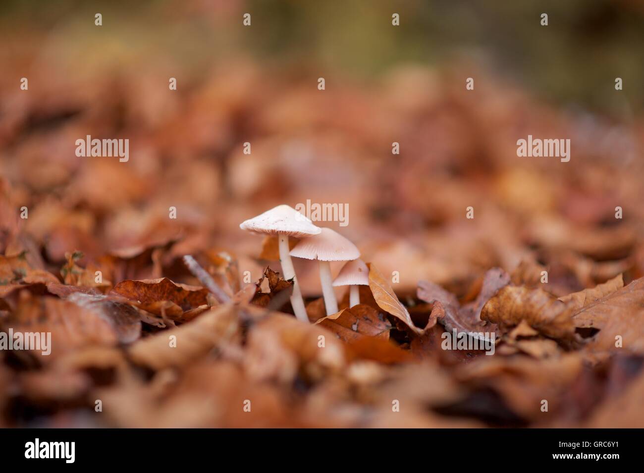Pilze auf Parkett Stockfoto